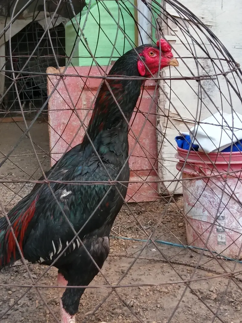 aseel jaghiri bird — photo 3