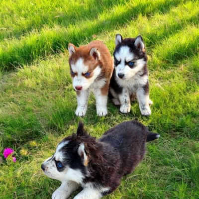 Siberian husky puppies 92@330*540*6115
