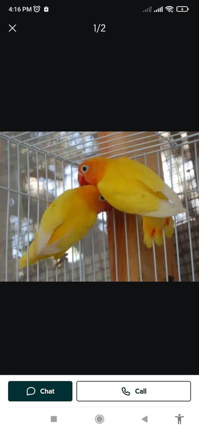Latino parsanta breeder pair bohot acha pair h