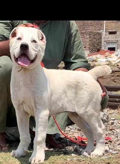 paver Afghan Kuchi full security dog for sale available
