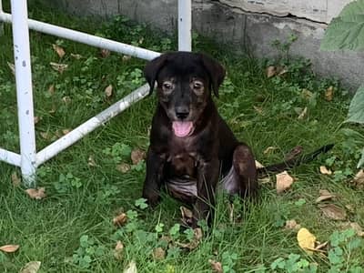 Black German Shepard