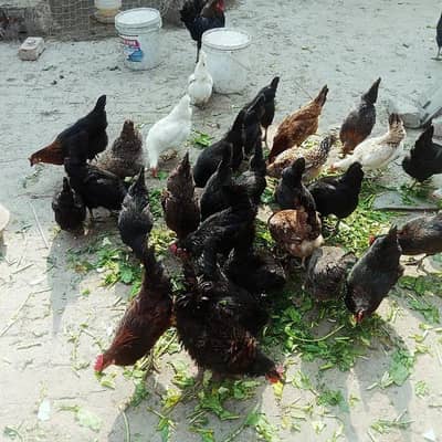 Desi Misri Eggs laying hens for sale