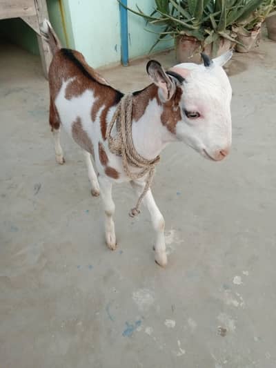 urgent sell taddi Bakra for sale