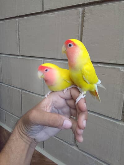 hand tame love birds