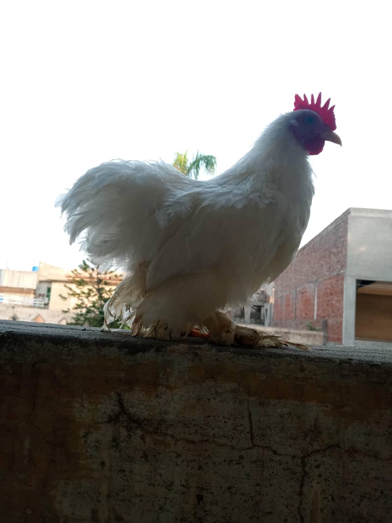 اٹھ پیس ہیں ٹوٹل 0