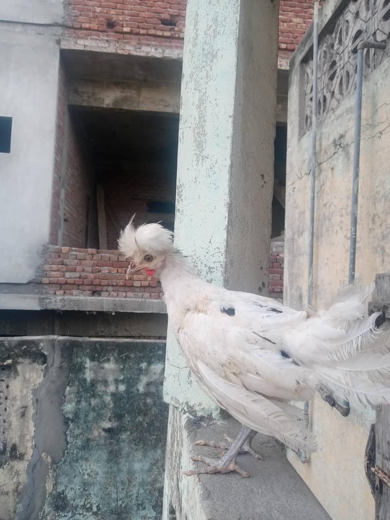 اٹھ پیس ہیں ٹوٹل 7