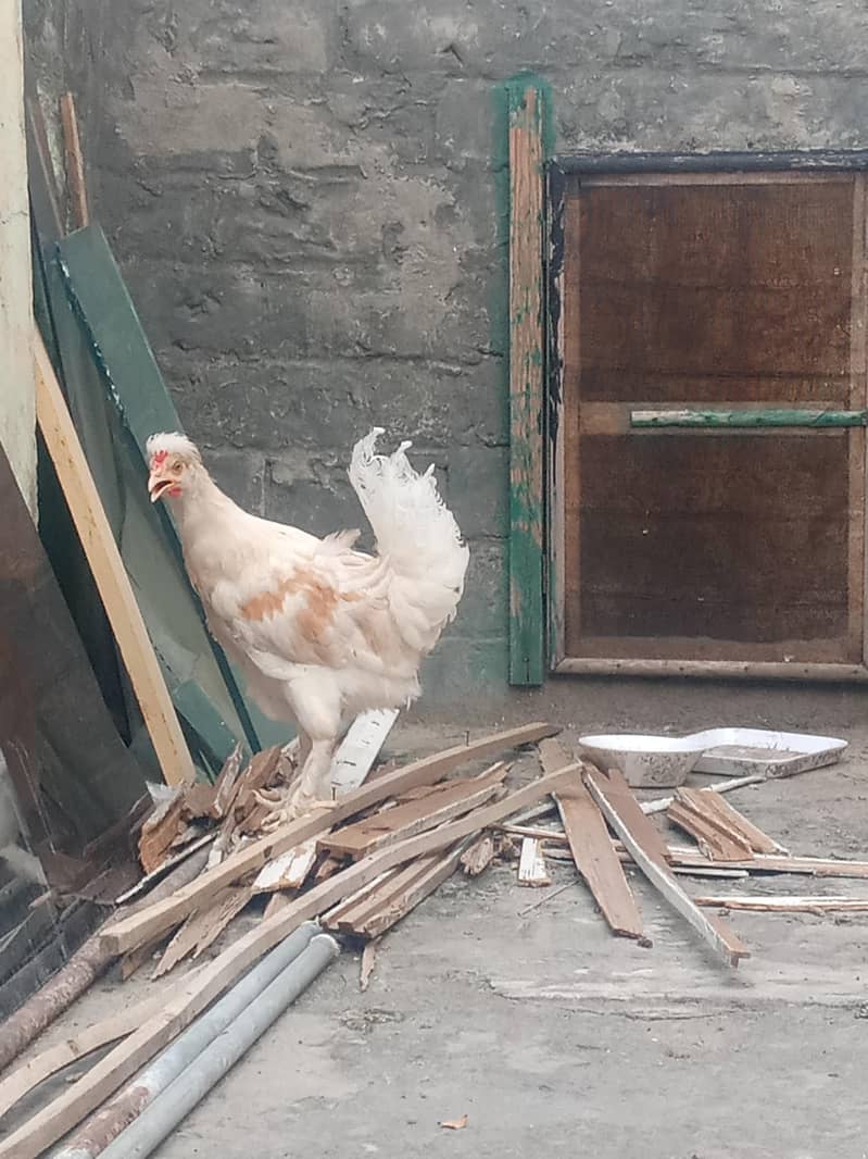 اٹھ پیس ہیں ٹوٹل 8