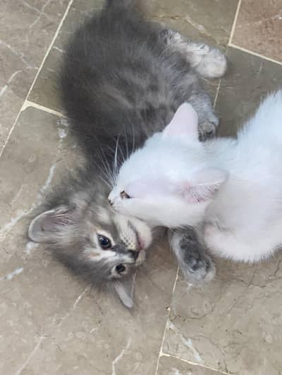 Persian kitten