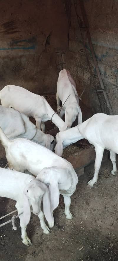 Rajanpuri Goats for Sale | Healthy & Active
