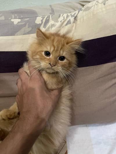Triple Coated Persian kittens