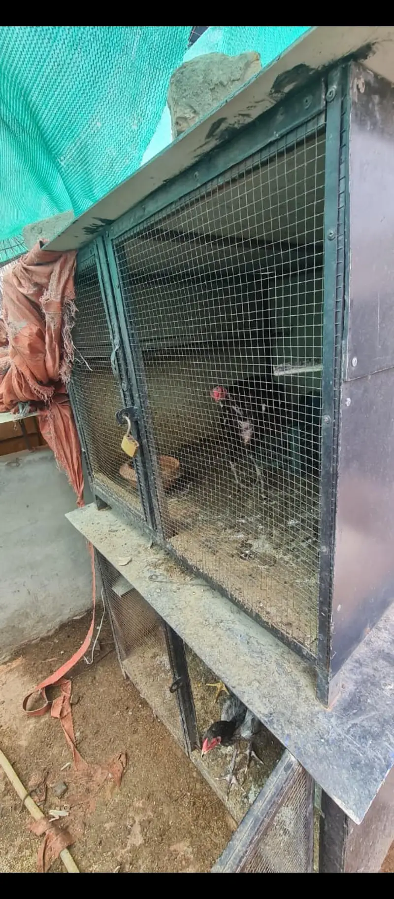 dog hen pigeon cages