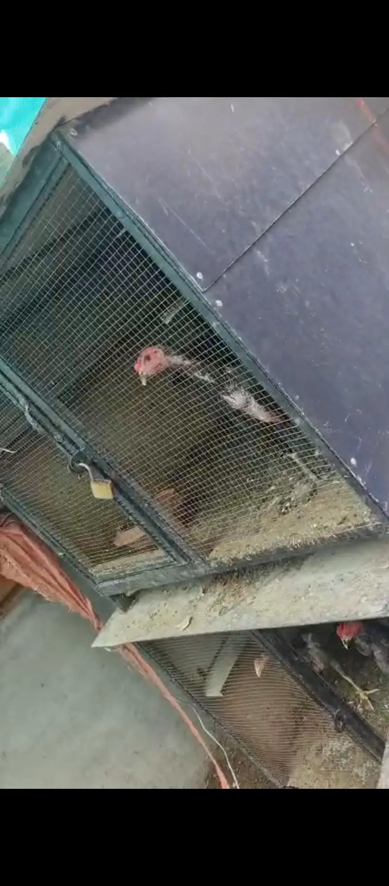 dog hen pigeon cages — photo 2
