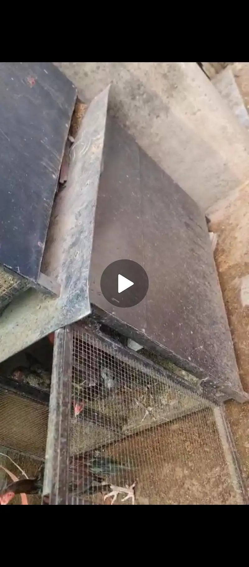 dog hen pigeon cages — photo 3