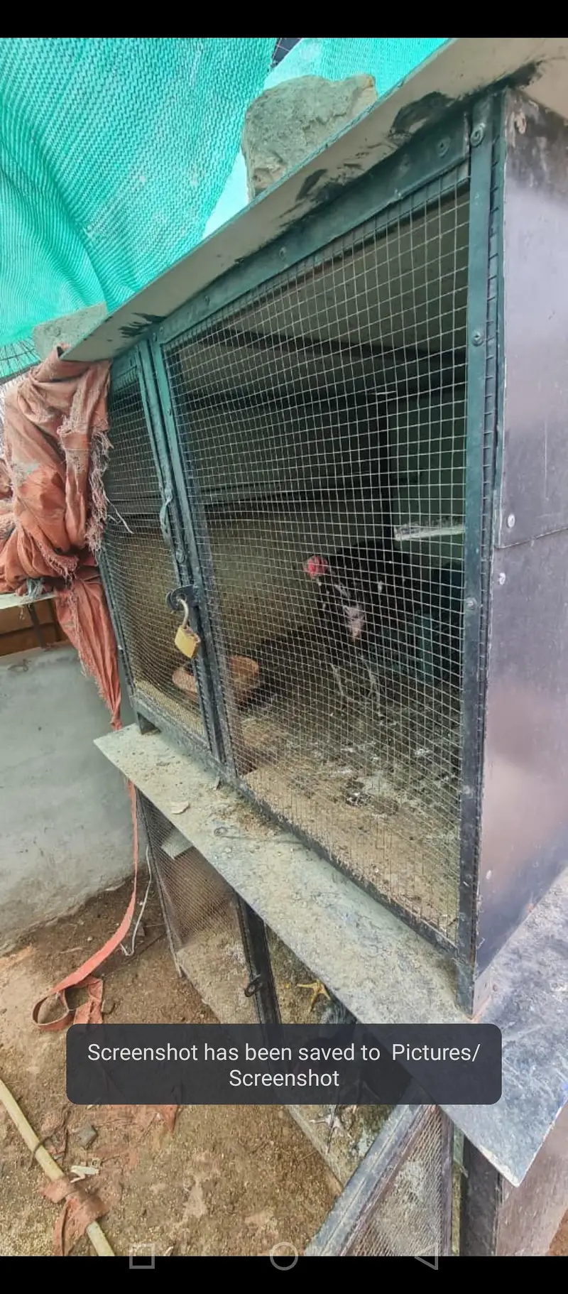 dog hen pigeon cages — photo 4