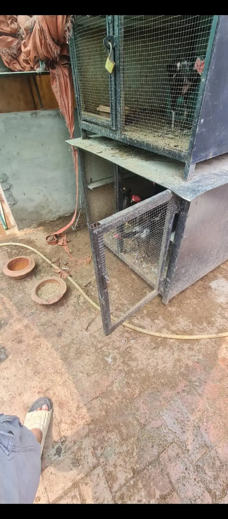 dog hen pigeon cages — photo 5
