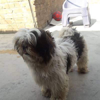 beautiful and healthy shitzu breeder female