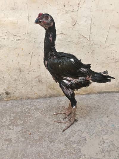 High Quality band Gali aseel patha for sale 03001670783