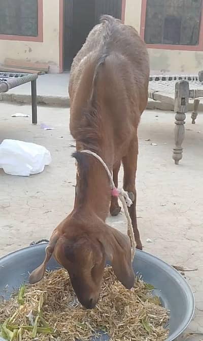 Ghr Ki Bakri ha MashaAllah