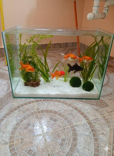 new fish house  beautiful price