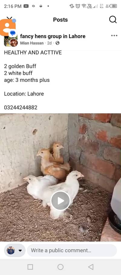 fancy chicks for sale aur Desi Misri hens for sale