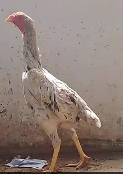 Shamoo female