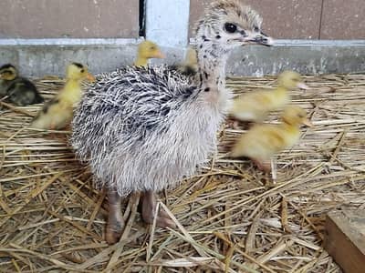 Ostrich Chicks