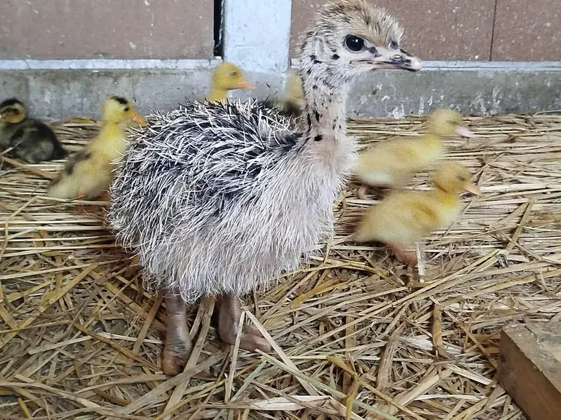 Ostrich Chicks