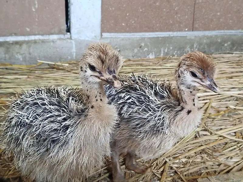 Ostrich Chicks — photo 2
