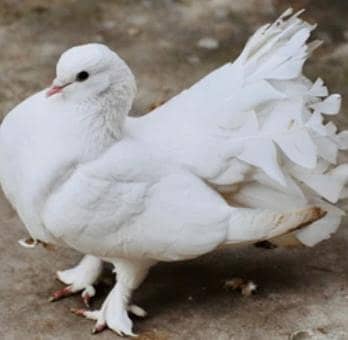 pair for sale lakay pigeons pure white
