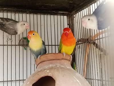 Opaline lovebirds 5 pieces (urgent sale)