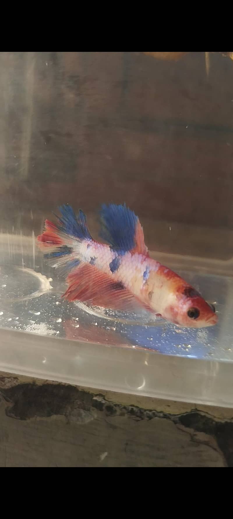 Betta fish 0
