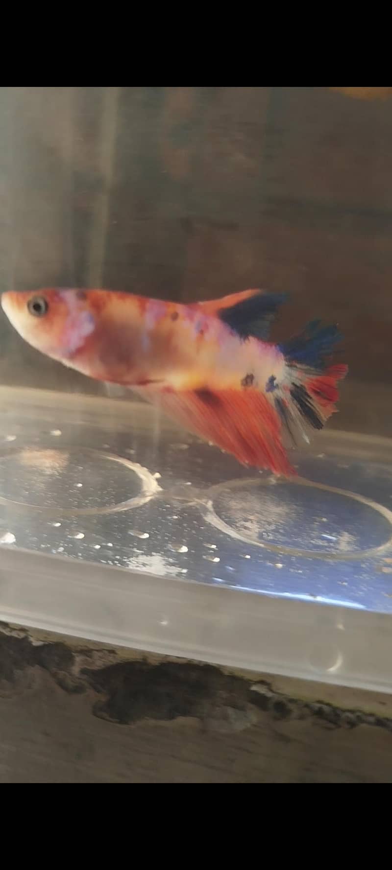 Betta fish 1