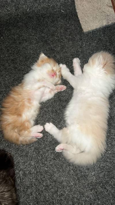 Triple coat persian cats (kittens)
