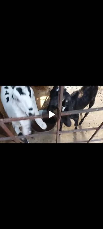 3 female path for sale