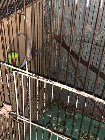 Green ringneck female for sell