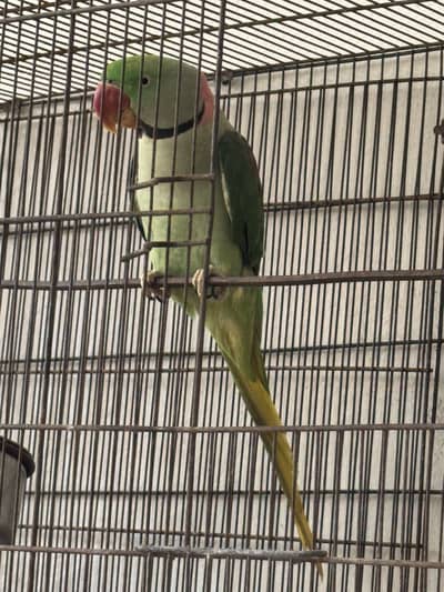 RAW PARROT MALE