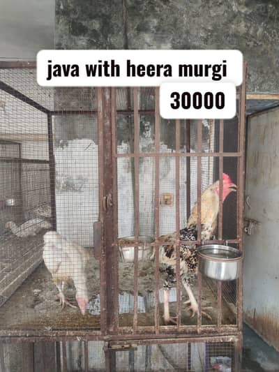 Aseel heera | heera rampuri pair | shamo female | shamo male