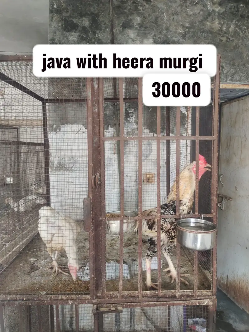 Aseel heera | heera rampuri pair | shamo female | shamo male