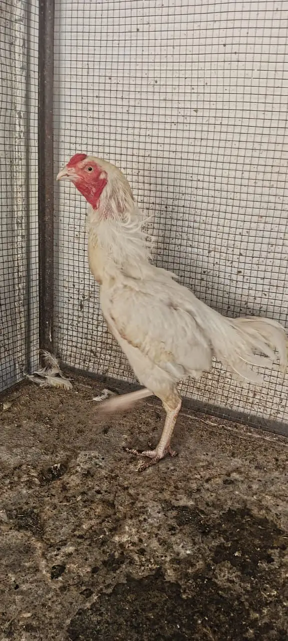 Aseel heera | heera rampuri pair | shamo female | shamo male — photo 3