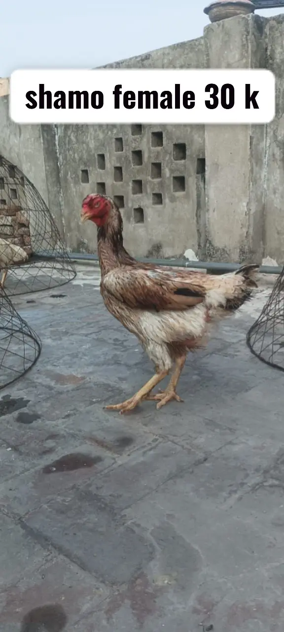 Aseel heera | heera rampuri pair | shamo female | shamo male — photo 4