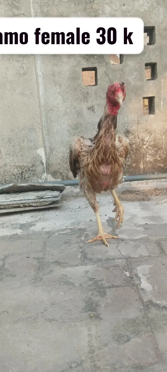 Aseel heera | heera rampuri pair | shamo female | shamo male — photo 5