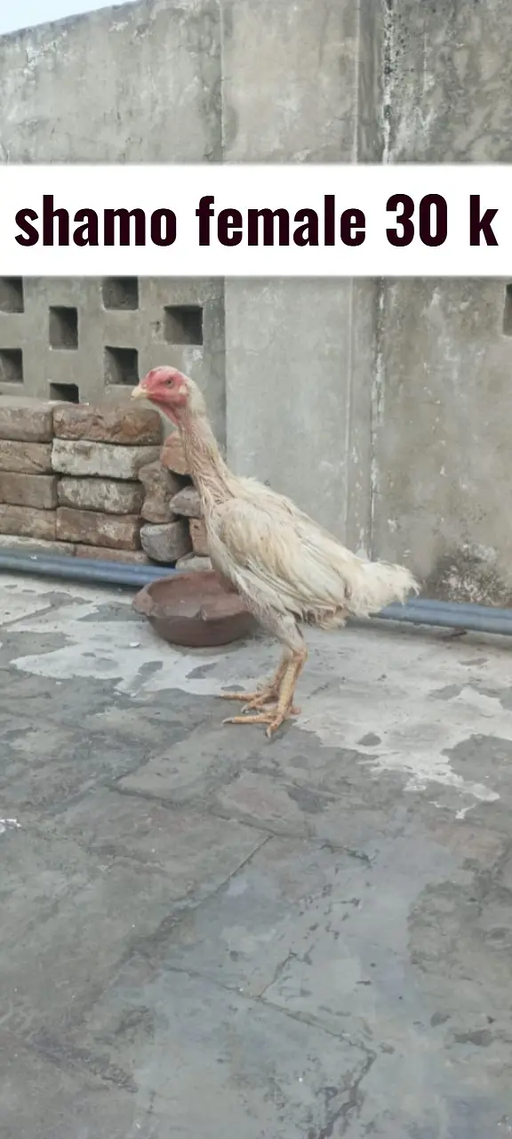 Aseel heera | heera rampuri pair | shamo female | shamo male — photo 6