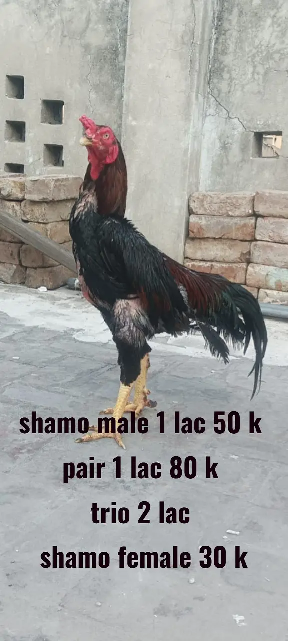 Aseel heera | heera rampuri pair | shamo female | shamo male — photo 7