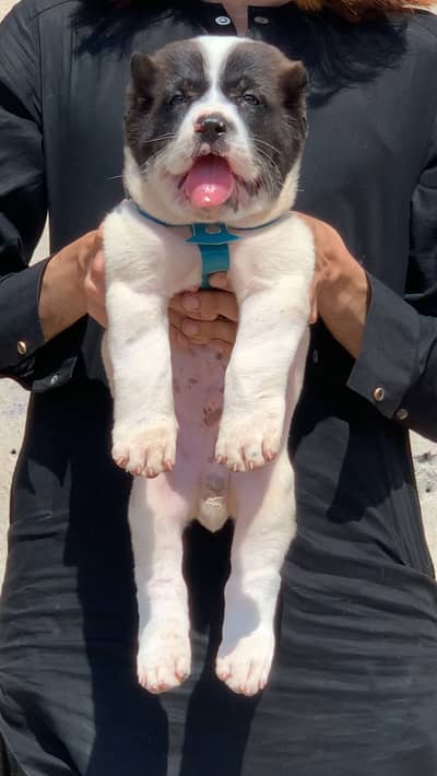 Afghan kochi dog male 2 month for sale security dog available