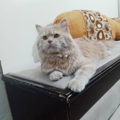 cat sall