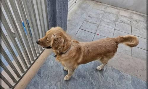 olden Retriever Female Dog for Sale