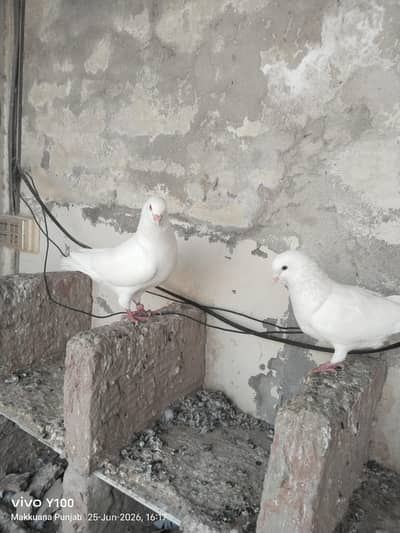 pure  White King pigeon breathing pair -Giant size -mukuana