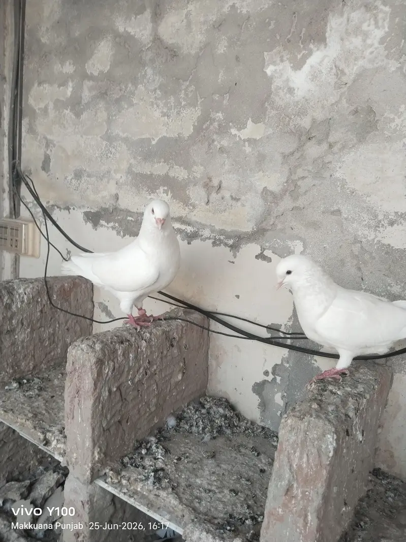 pure  White King pigeon breathing pair -Giant size -mukuana