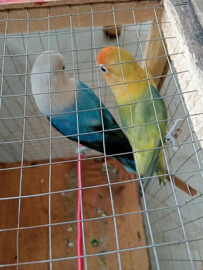love birds