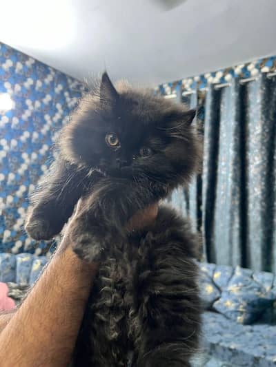 persian male cat for sale